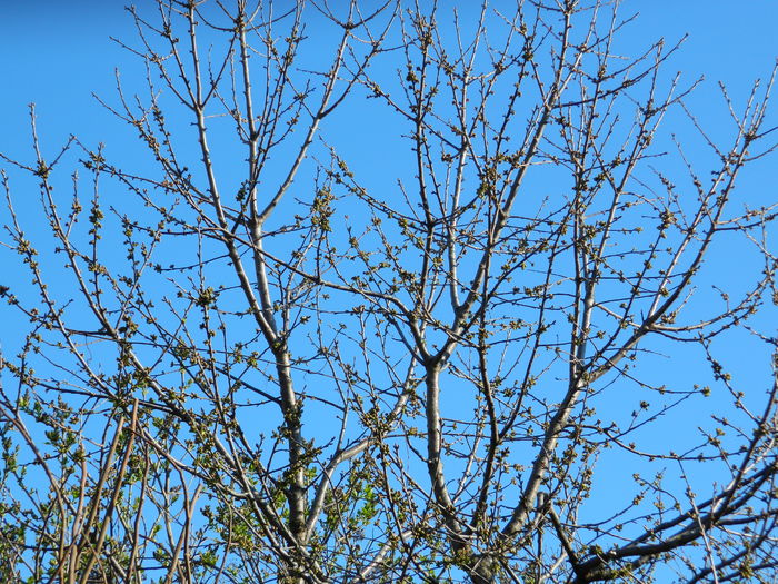 DSCN3151 - 2015_APRILIE