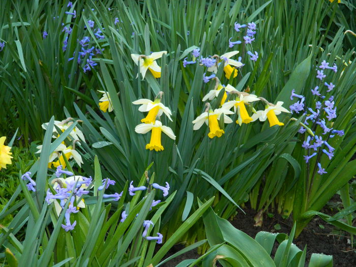 DSCN3154 - 2015_APRILIE