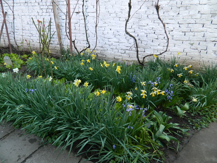 DSCN3155 - 2015_APRILIE