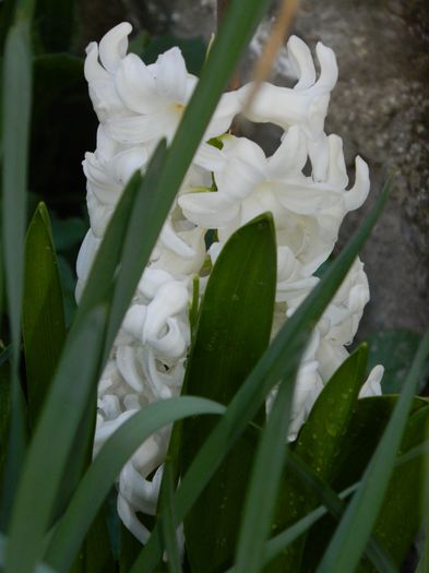 DSCN3165 - 2015_APRILIE