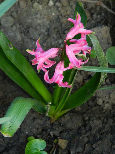 DSCN3166 - 2015_APRILIE