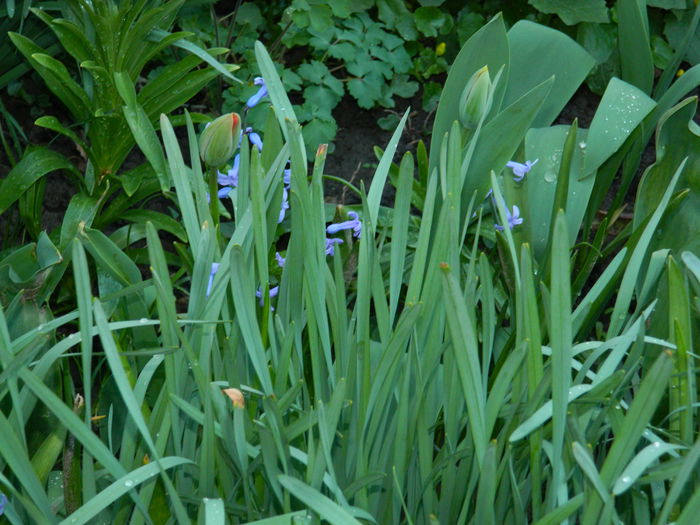 DSCN3170 - 2015_APRILIE