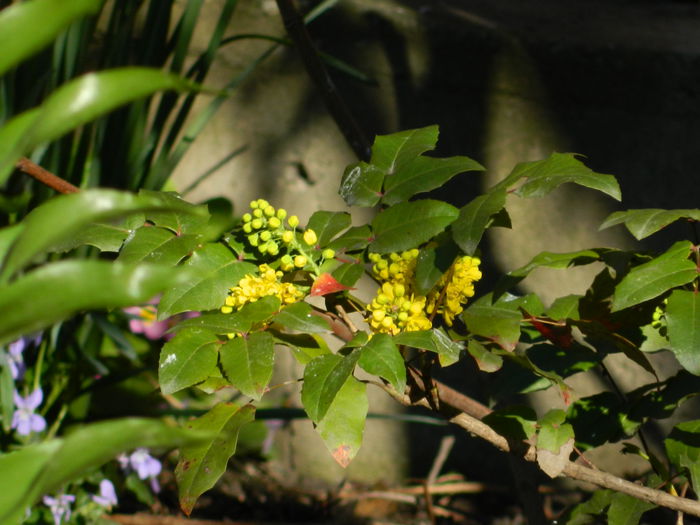 DSCN3177 - 2015_APRILIE