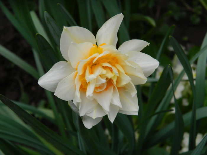 DSCN3182 - 2015_APRILIE