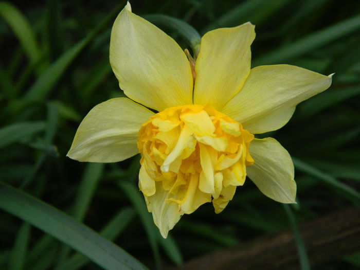DSCN3183 - 2015_APRILIE