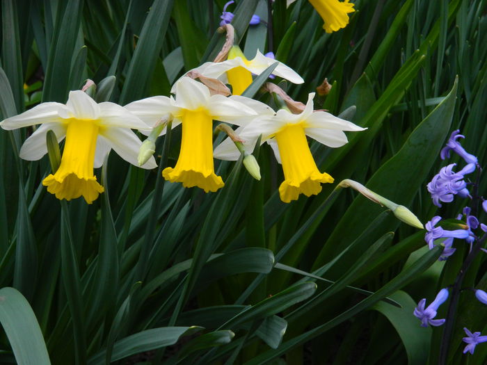 DSCN3185 - 2015_APRILIE
