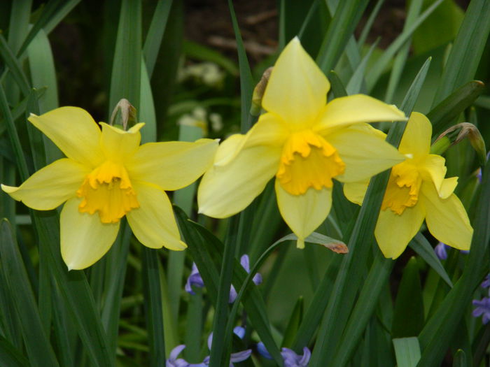 DSCN3186 - 2015_APRILIE