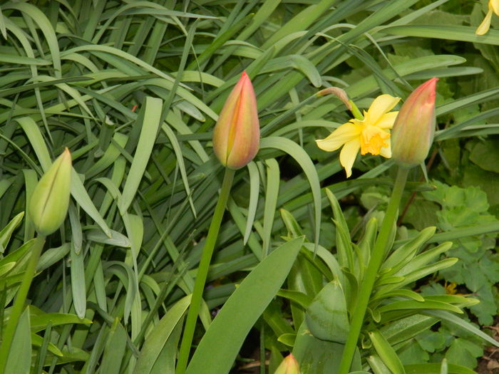 DSCN3187 - 2015_APRILIE