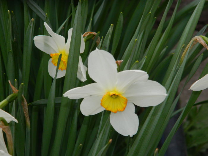DSCN3188 - 2015_APRILIE