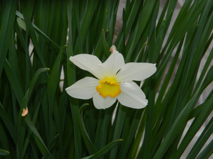 DSCN3189 - 2015_APRILIE