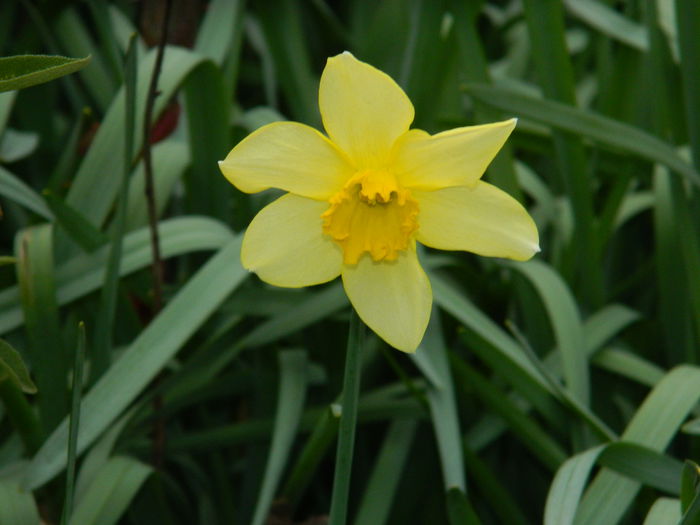 DSCN3190 - 2015_APRILIE