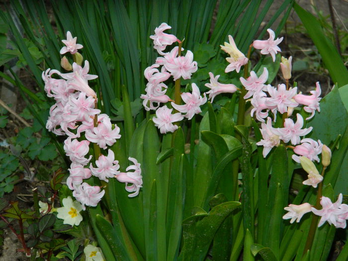 DSCN3191 - 2015_APRILIE