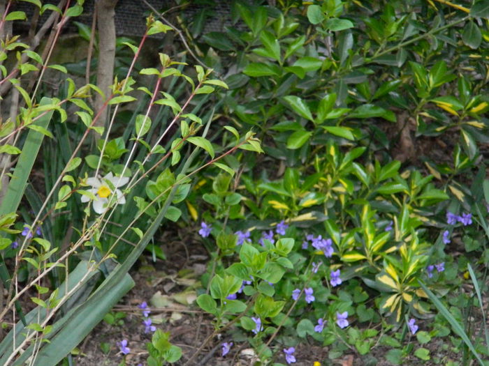 DSCN3203 - 2015_APRILIE