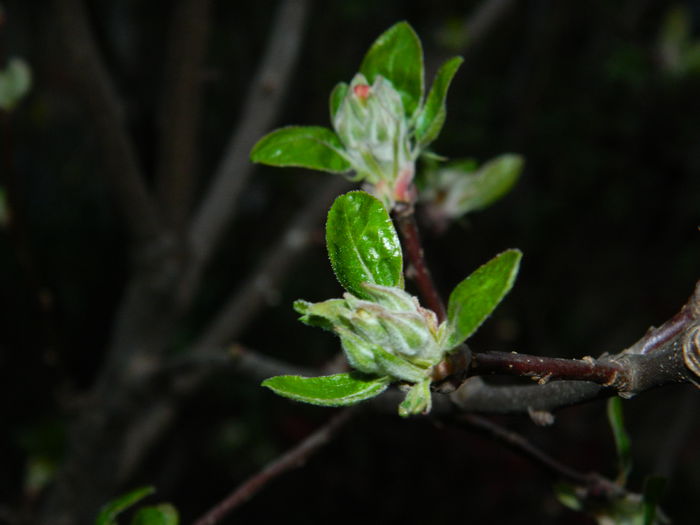 DSCN3204 - 2015_APRILIE