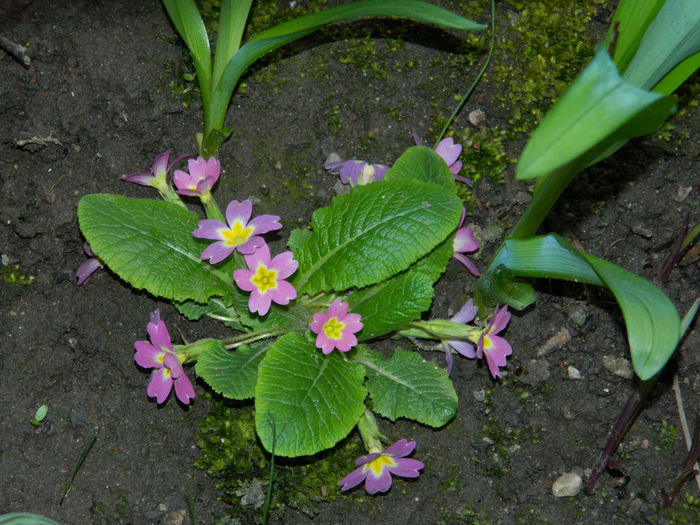 DSCN3216 - 2015_APRILIE