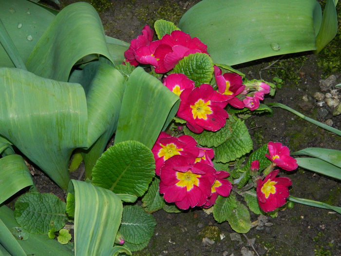 DSCN3217 - 2015_APRILIE