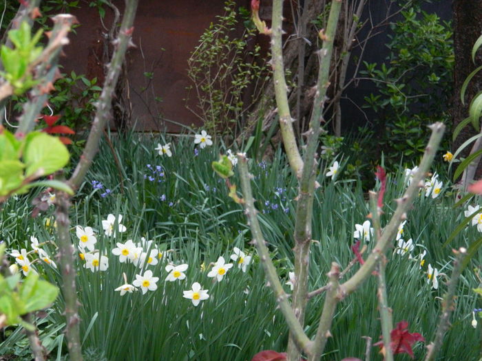 DSCN3218 - 2015_APRILIE