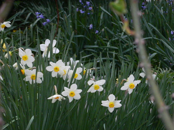 DSCN3219 - 2015_APRILIE