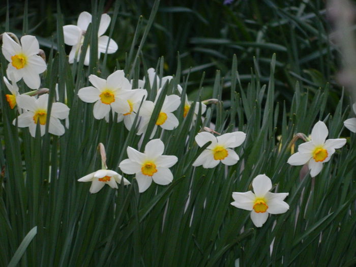DSCN3220 - 2015_APRILIE