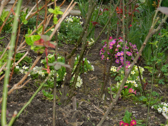 DSCN3221 - 2015_APRILIE