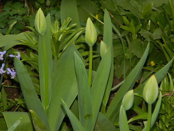 DSCN3226 - 2015_APRILIE