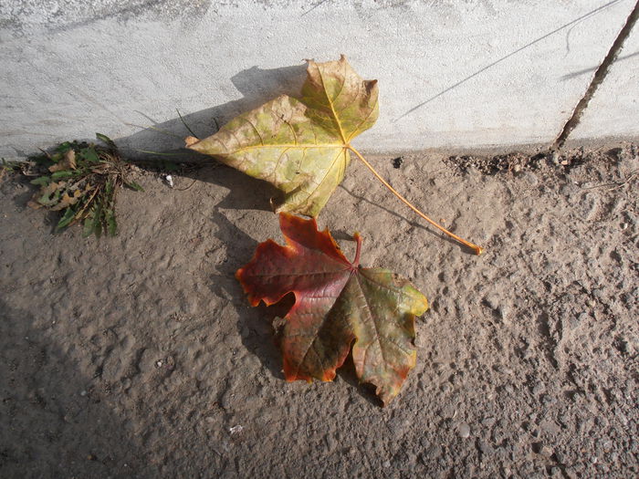 PB070001 - CALEIDOSCOP