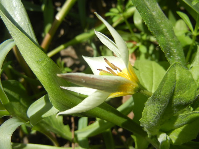 Tulipa Turkestanica (2015, April 05)