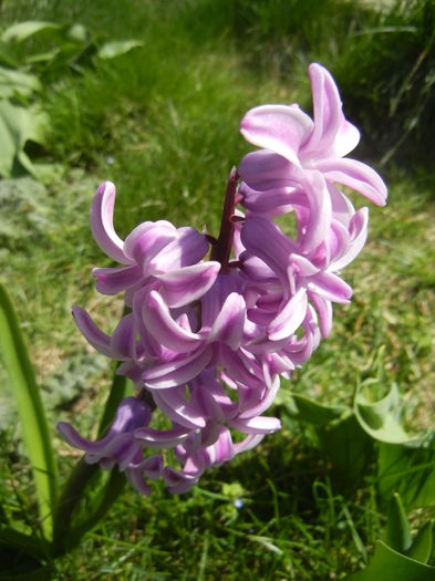 Hyacinth Splendid Cornelia (2015, Apr.05)