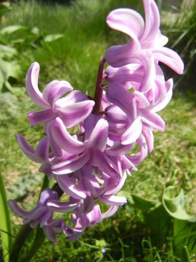 Hyacinth Splendid Cornelia (2015, Apr.05)