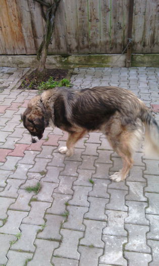 IMG_20150405_180508[1] - Animalutele mele