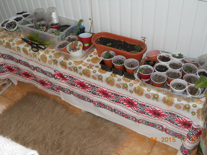 006 - PRIMAVARA  2015  IN SUFLET SI IN GLASTRA