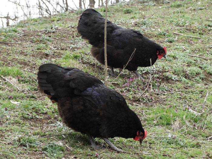 DSC09780 - Gaini 2015