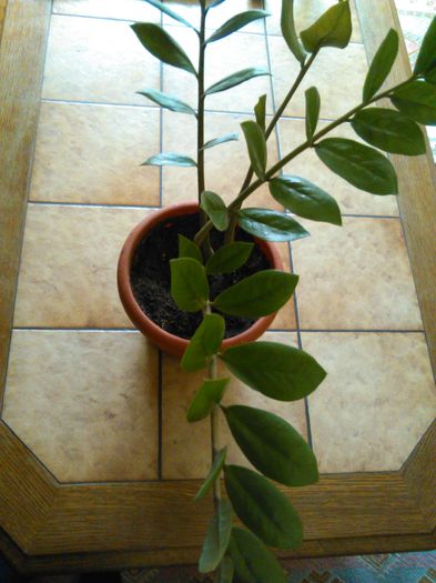 zamioculcas - II flori de apartament 2015