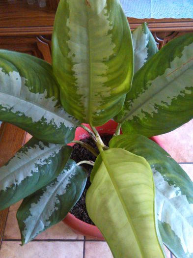 Aglaonema siamense - 01.04.2015