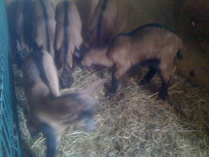 iezi alpina franceza  de vanzare