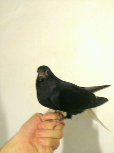 WP_20150406_155 - Zburator negru codalb