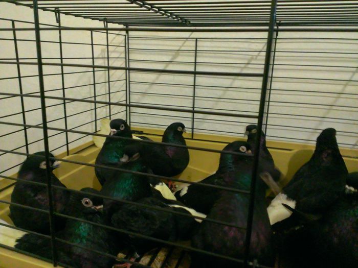 WP_20150406_237 - Zburator negru codalb