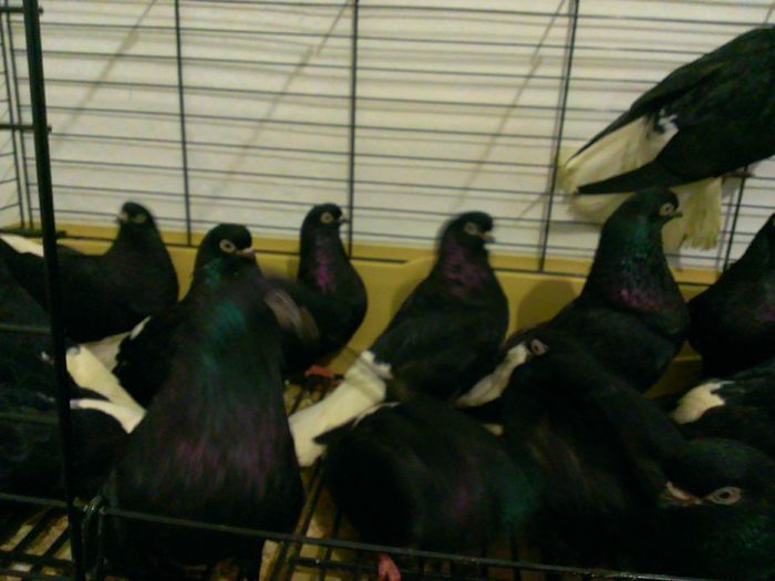 WP_20150406_238 - Zburator negru codalb