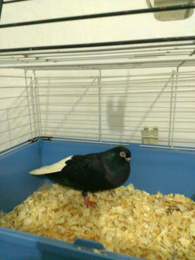 WP_20150406_247 - Zburator negru codalb