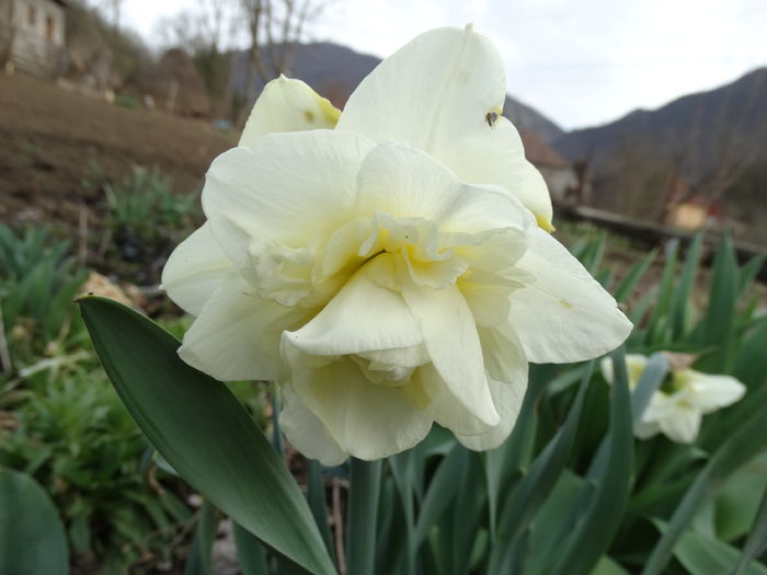 DSC09678 - Plante in gradina 2015