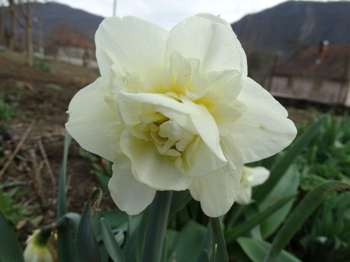 DSC09679 - Plante in gradina 2015