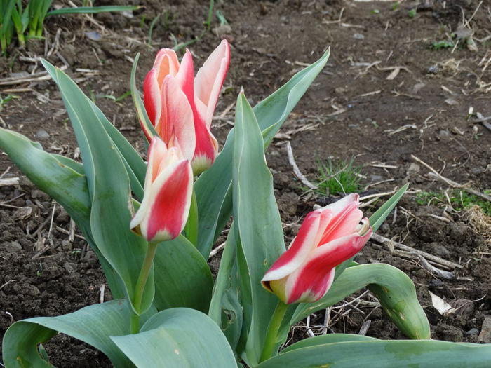 DSC09680 - Plante in gradina 2015