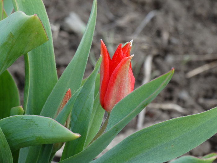DSC09681 - Plante in gradina 2015
