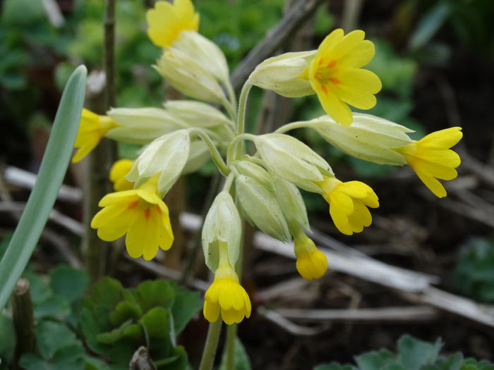 DSC09684 - Plante in gradina 2015