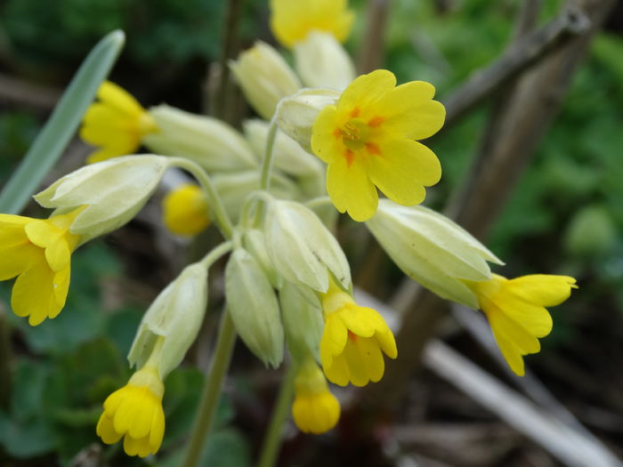 DSC09685 - Plante in gradina 2015