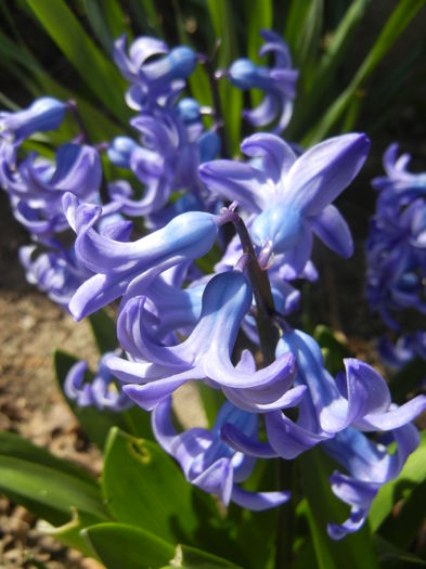 Hyacinth Delft Blue (2015, April 05) - Hyacinth Delft Blue