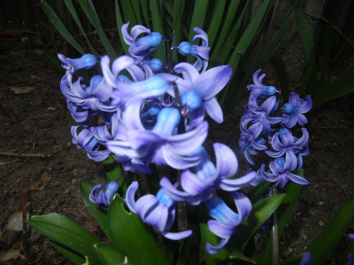 Hyacinth Delft Blue (2015, April 05) - Hyacinth Delft Blue