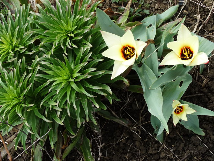 DSC09686 - Plante in gradina 2015