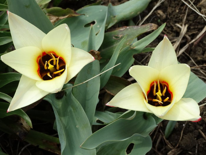 DSC09687 - Plante in gradina 2015