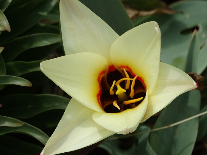 DSC09688 - Plante in gradina 2015